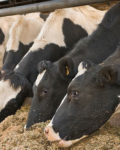 Animal Feed Packaging