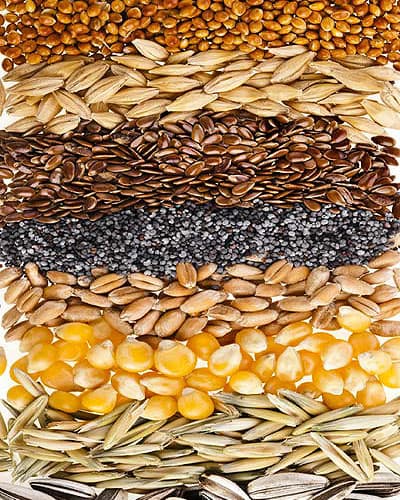 Food Packaging